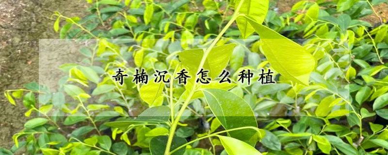 奇楠沉香怎麼種植