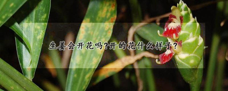 生薑會開花嗎?開的花什麼樣子?