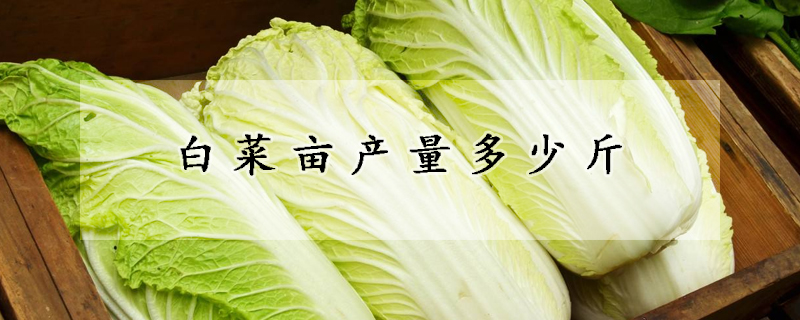 白菜畝產量多少斤