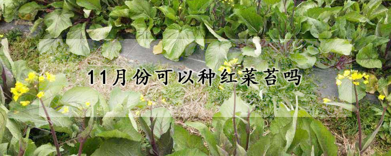 11月份可以種紅菜苔嗎