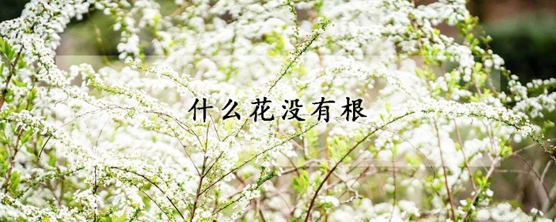 什麼花沒有根