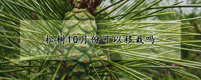 鬆樹10月份可以移栽嗎