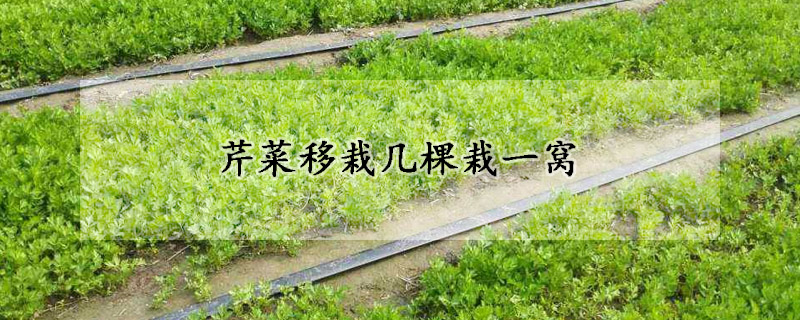 芹菜移栽幾棵栽一窩