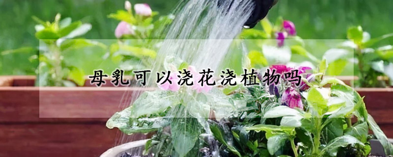 母乳可以澆花澆植物嗎