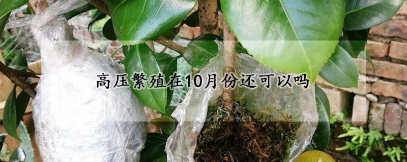 高壓繁殖在10月份還可以嗎