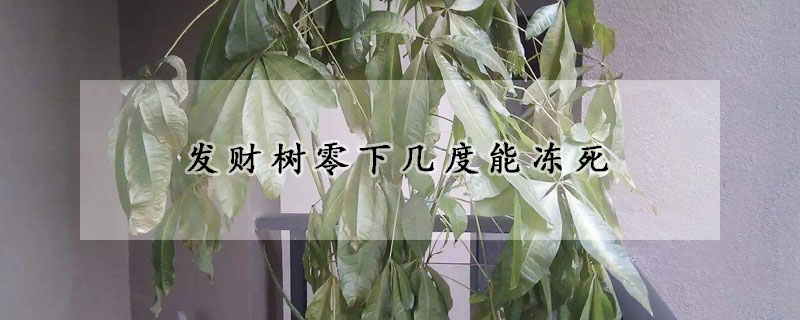 發財樹零下幾度能凍死