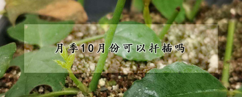 月季10月份可以扡插嗎