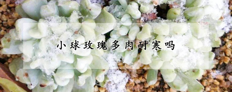 小球玫瑰多肉耐寒嗎