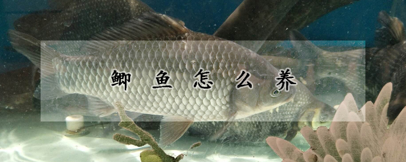 鯽魚怎麼養