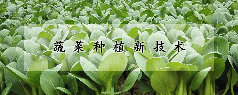 蔬菜種植新技術