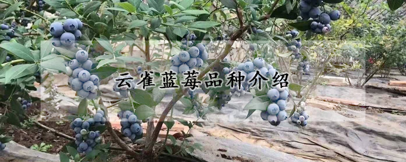 雲雀藍莓品種介紹