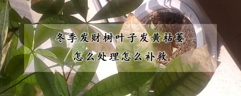 冬季發財樹葉子發黃枯萎怎麼處理怎麼補救