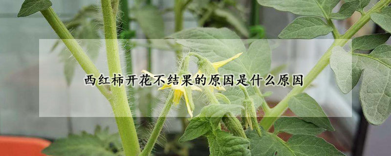 西紅柿開花不結果的原因是什麼原因