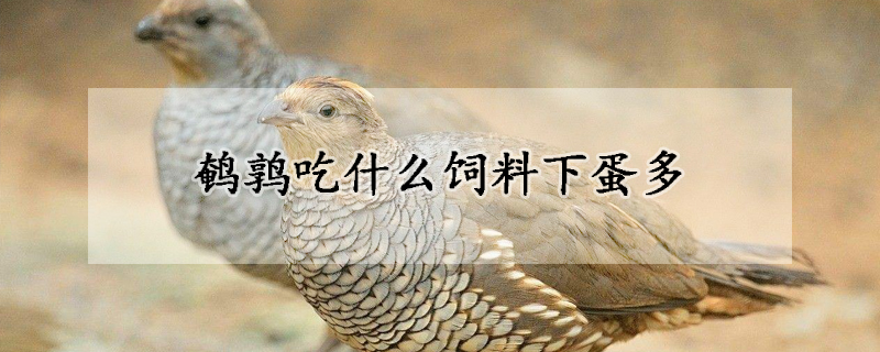 鵪鶉吃什麼飼料下蛋多