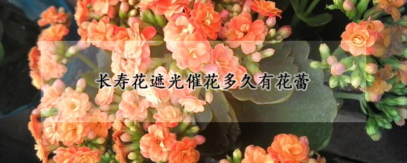 長壽花遮光催花多久有花蕾