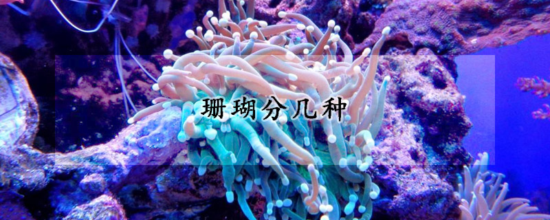 珊瑚分幾種