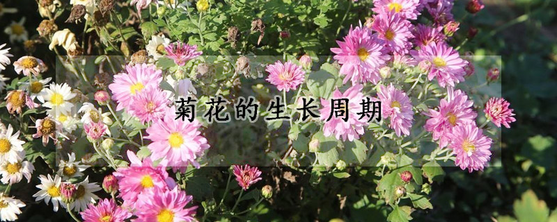 菊花的生長周期