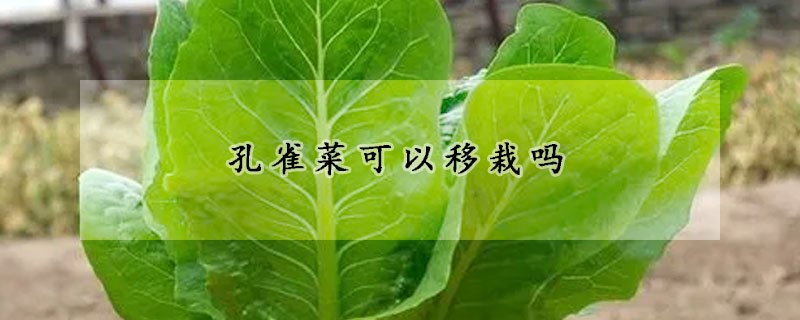 孔雀菜可以移栽嗎