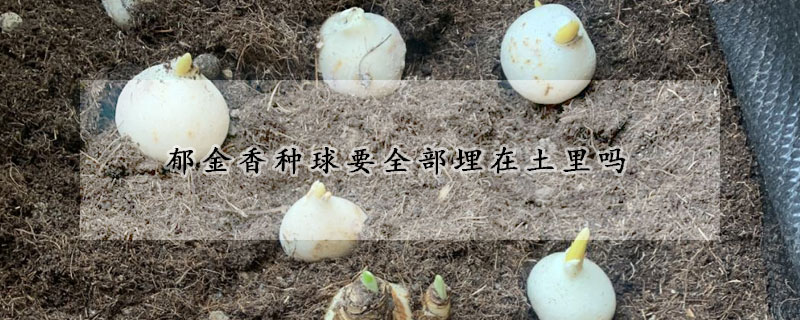 鬱金香種球要全部埋在土裏嗎