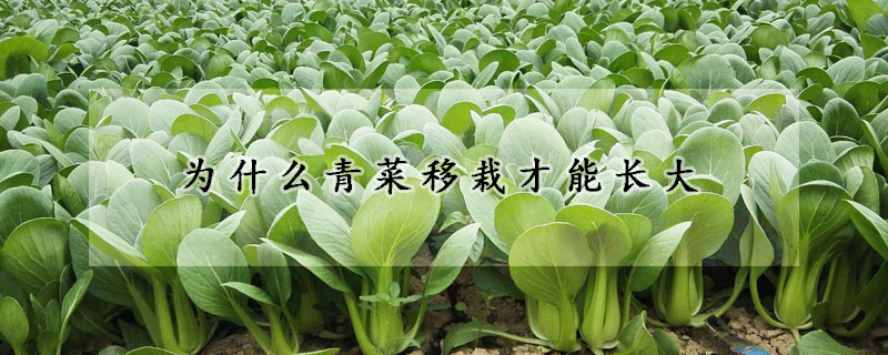 為什麼青菜移栽才能長大