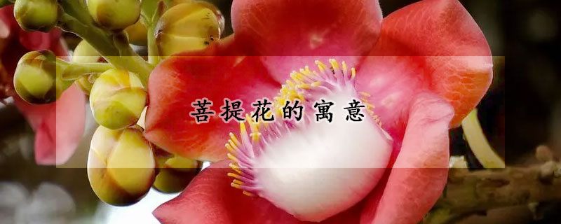 菩提花的寓意