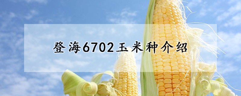 登海6702玉米種介紹