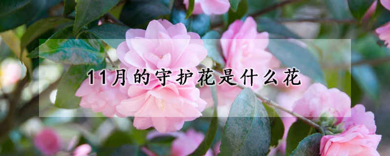 11月的守護花是什麼花