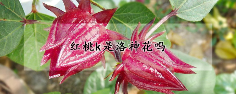 紅桃k是洛神花嗎