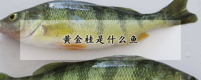 黃金桂是什麼魚