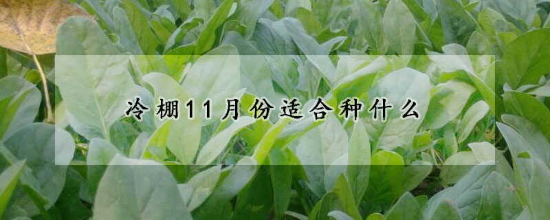 冷棚11月份適合種什麼