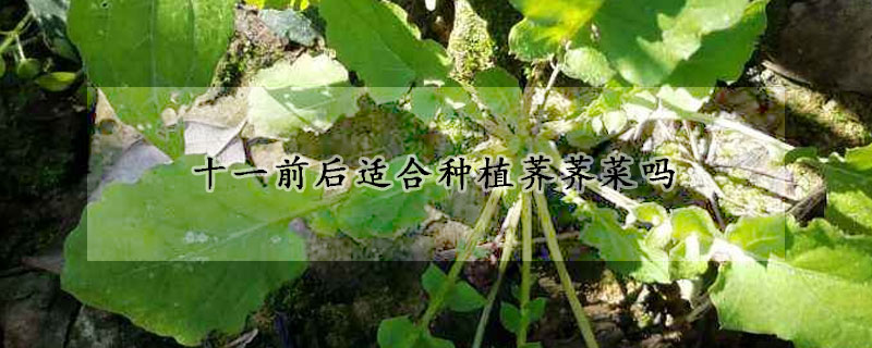 十一前後適合種植薺薺菜嗎