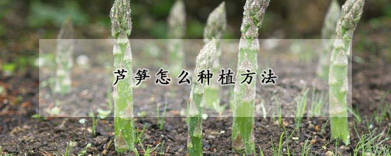 蘆筍怎麼種植方法