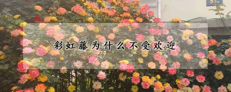 彩虹藤為什麼不受歡迎