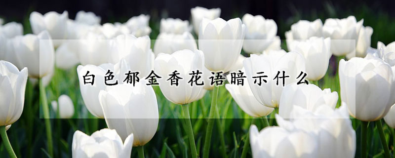 白色鬱金香花語暗示什麼