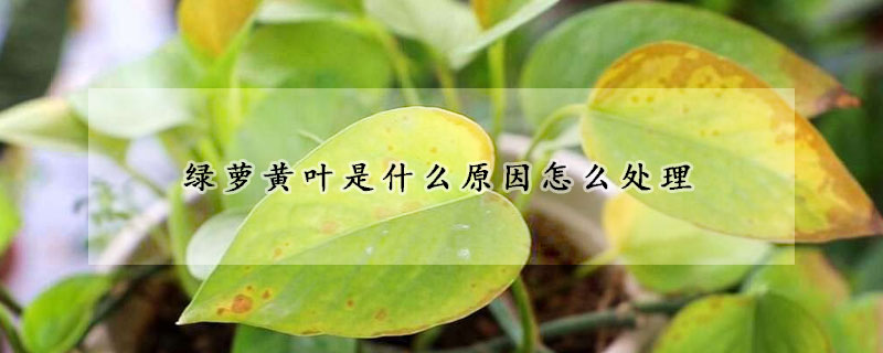 綠蘿黃葉是什麼原因怎麼處理