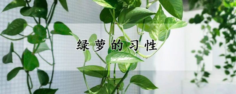 綠蘿的習性