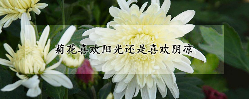 菊花喜歡陽光還是喜歡陰涼