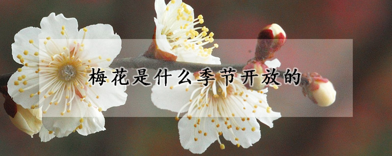 梅花是什麼季節開放的