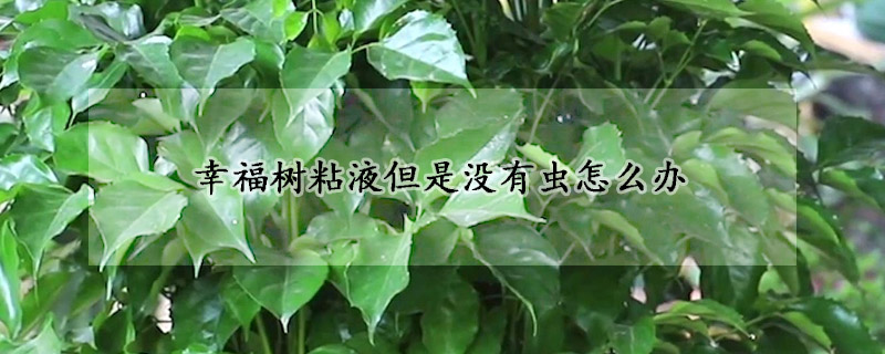 幸福樹粘液但是沒有蟲怎麼辦