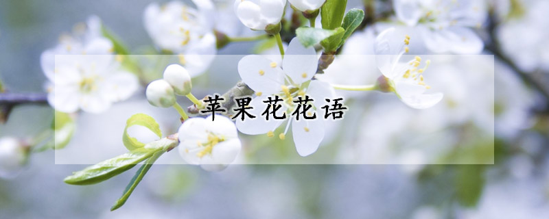 蘋果花花語