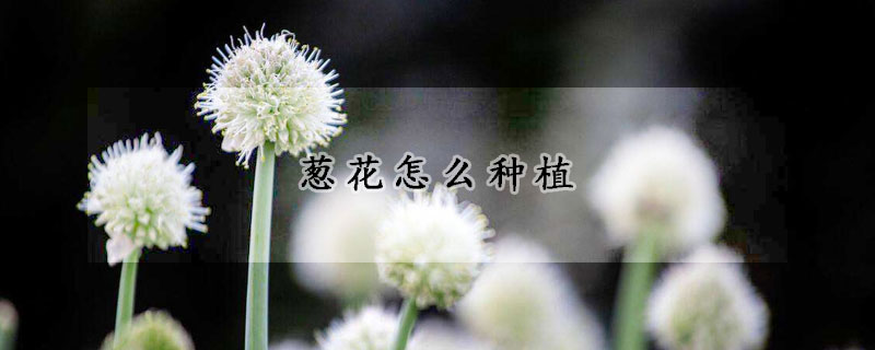 蔥花怎麼種植