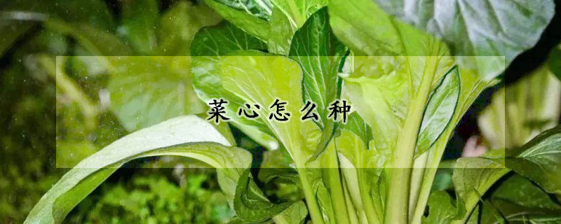 菜心怎麼種