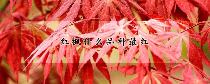 紅楓什麼品種最紅