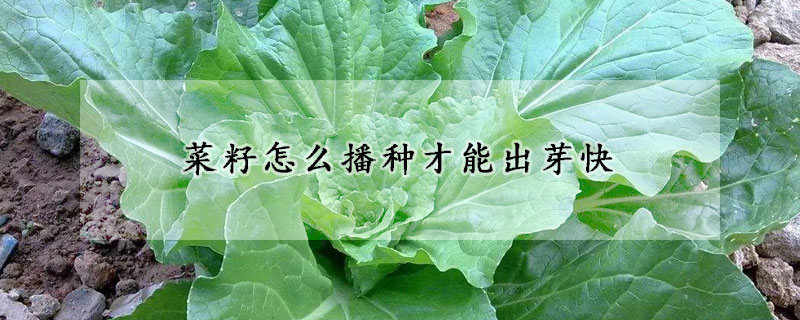 菜籽怎麼播種才能出芽快