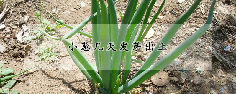 小蔥幾天發芽出土