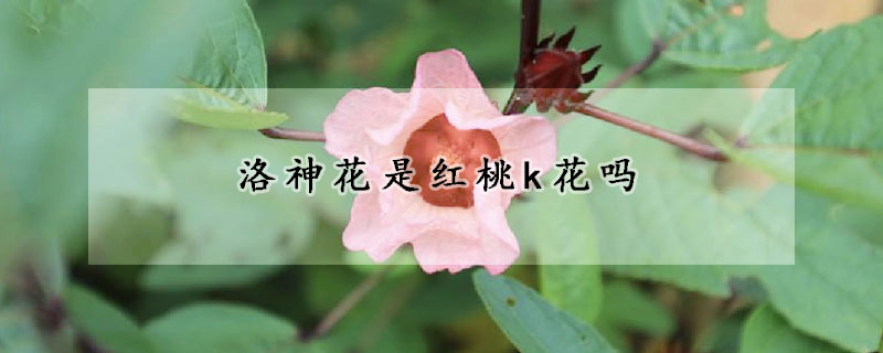 洛神花是紅桃k花嗎