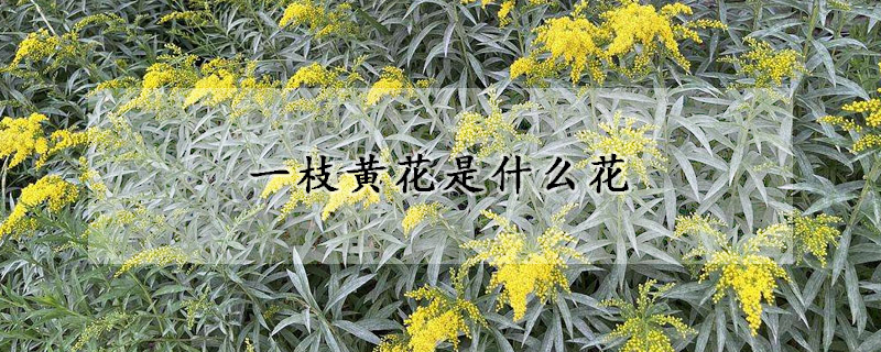 一枝黃花是什麼花