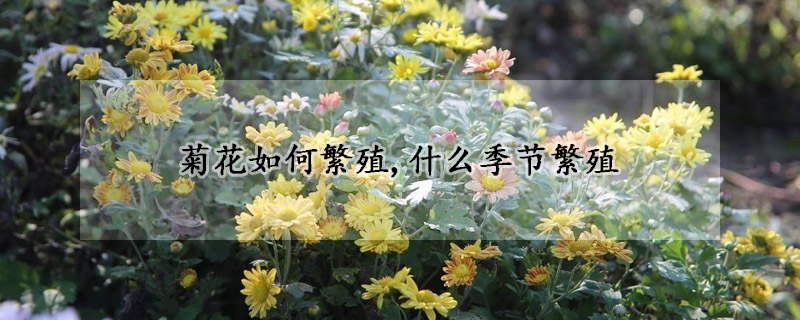 菊花如何繁殖,什麼季節繁殖