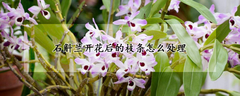 石斛蘭開花後的枝條怎麼處理