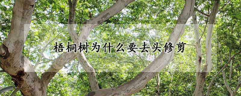 梧桐樹為什麼要去頭修剪